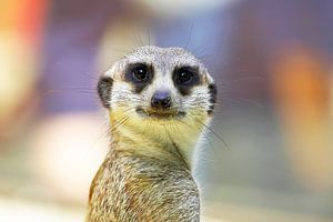 Le suricate regarde la caméra
