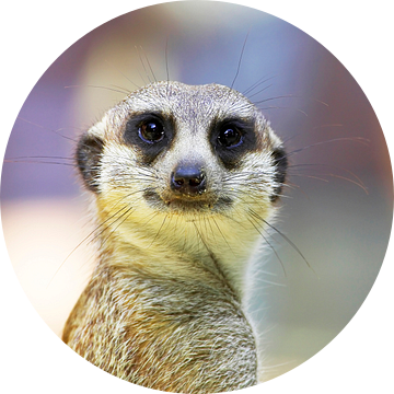 Meerkat kijkt naar de camera