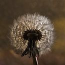 I wish..... (a dandelion in the light) by Marjolijn van den Berg thumbnail