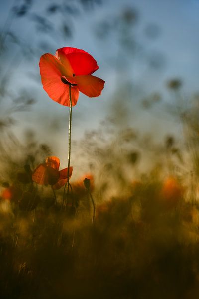 The beauty of a poppy by Moetwil en van Dijk - Fotografie