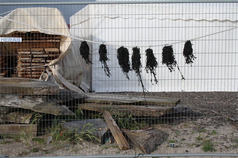 Zeewier aan de lijn van Jetty Boterhoek
