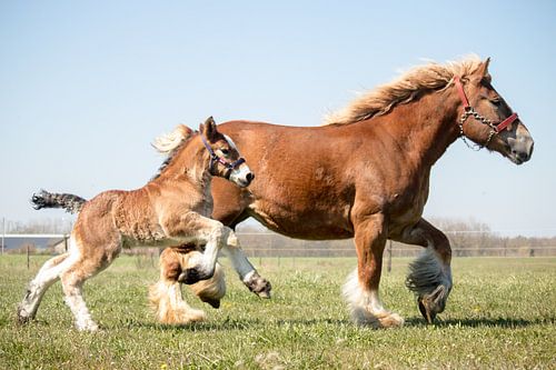 Cheval de trait avec poulain