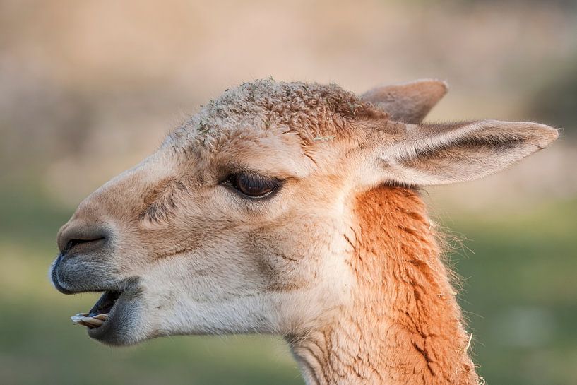 Lama : Blijdorp Zoo by Loek Lobel