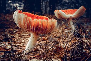 Agaric de la mouche sur rosstek ®