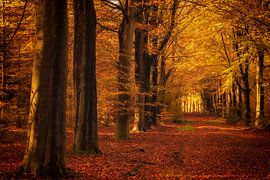 Avenue of beech trees in autumn by KB Design & Photography (Karen Brouwer)