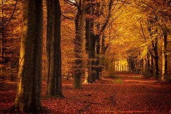 Bomenlaan van beukenbomen in de herfst