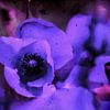 Blumenmalerei - Blauer Mohn von Christine Nöhmeier
