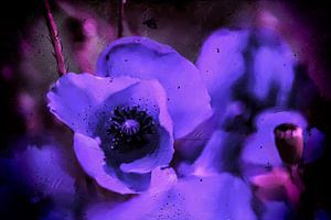 Blumenmalerei - Blauer Mohn
