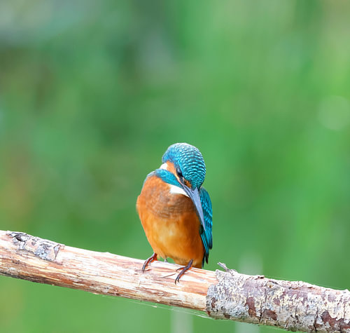 Beobachtender Eisvogel