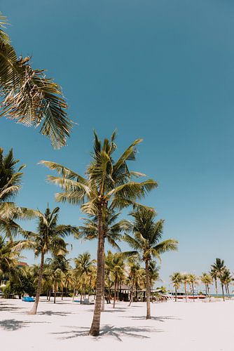 Tropisches Paradies: Palmen an einem weißen Sandstrand unter strahlend blauem Himmel