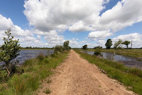 wandelen langs de vennen in de Kampina