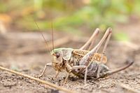 Wart Biter woman