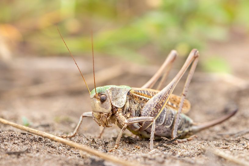 Wrattenbijter vrouw van Antoine Deleij
