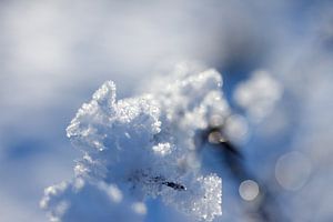 macrofoto met tegenlicht, sneeuw en rijp in de natuur in Drenthe van Karijn | Fine art Natuur en Reis Fotografie