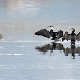 Deux cormorans dans la rivière sur Anges van der Logt