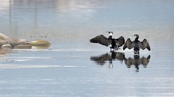 Deux cormorans dans la rivière sur Anges van der Logt