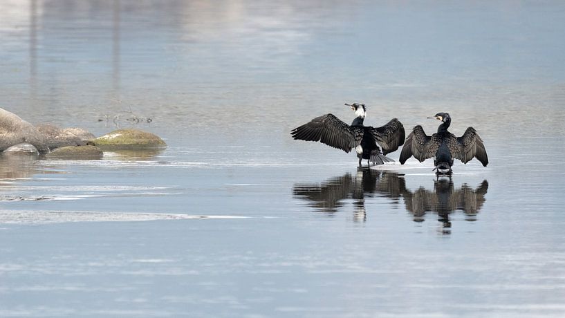 Zwei Kormorane im Fluss von Anges van der Logt