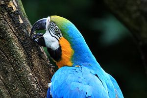 De blauwgele ara