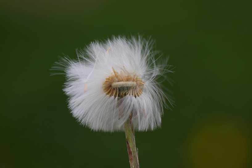 Lice ball in the wind by Mariska de Jonge