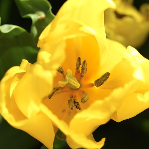 Nahaufnahme Tulpenknopf