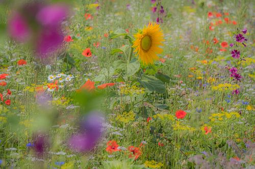 Veldbloemen