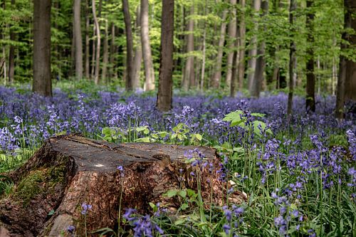Jacinthes des bois Forêt -  Souche plate