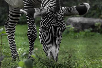 touching zebra looking with a black eye there is bright green grass, a large muzzle and legs by Michael Semenov