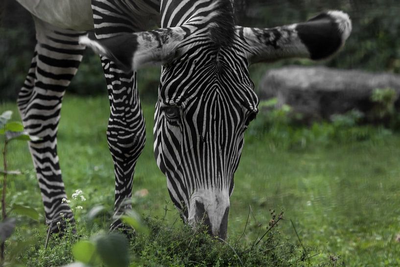 ontroerend zebra-achtig met een zwart oog er is helder groen gras, een grote snuit en poten van Michael Semenov
