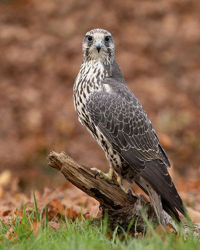 Sakervalk in autumn colors by Patrick van Bakkum
