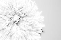 Dandelion (paardenbloem) 2