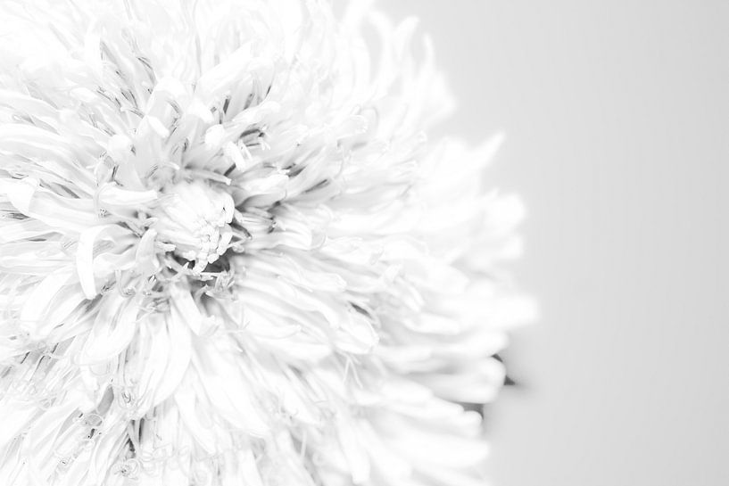 Dandelion (paardenbloem) 2 van fotomeisjeuitbrabant