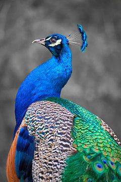 Blue peacock by MijuKasi