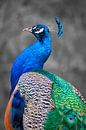 Blue peacock by MijuKasi thumbnail