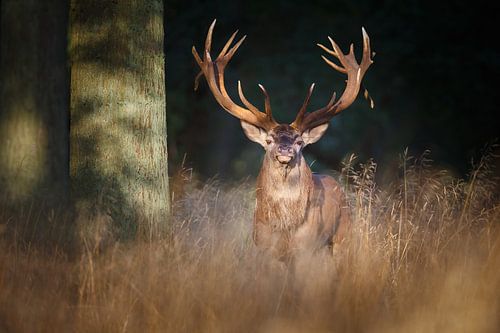 Roi de la forêt noire