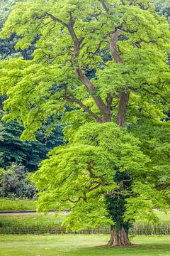 Robinie im Park von Castle Combe Manor House, England