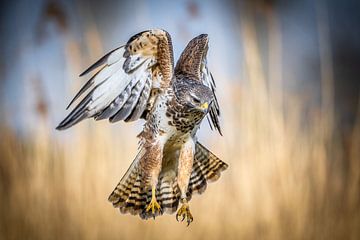A buzzard coming to fly on its prey.