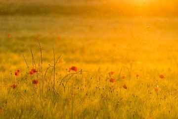 Fleurs de pavot dans un champ de blé sur Denis Feiner
