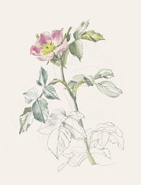 Zartes Rosa der Wildrose von Catalina Somolinos