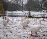 Witte ganzen in het witte landschap van Hannon Queiroz thumbnail