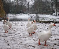White geese in a white landscape