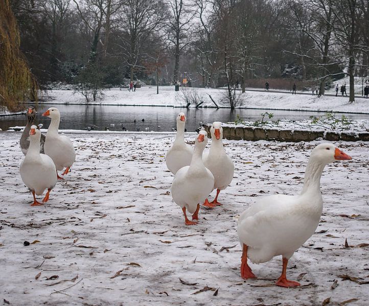 Witte ganzen in het witte landschap van Hannon Queiroz