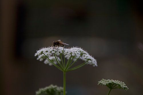 Bij op bloem