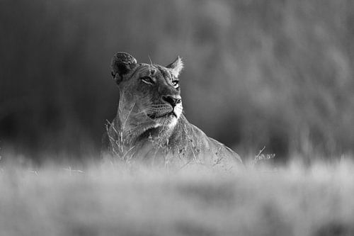 Reine de la vallée sur Dazmental