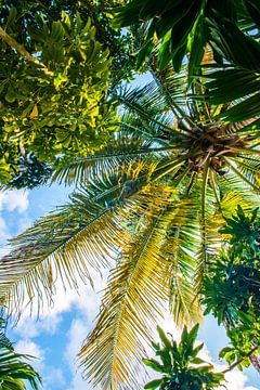 Green palmtree in Cuba by Barbara Koppe