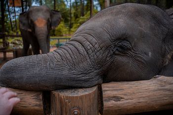Elefant im Pflegezentrum