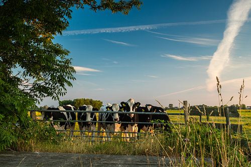 Koeien op de uitkijk in de Krimpenerwaard