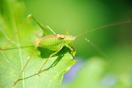 Un cricket prêt pour le grand saut sur Jurjen Jan Snikkenburg