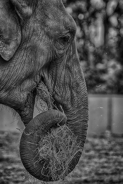 Elefant von PhotoCord Fotografie