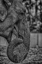 Elefant von PhotoCord Fotografie Miniaturansicht
