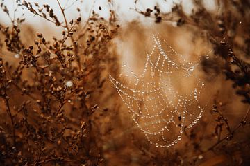 Toile d'araignée avec gouttes de pluie sur Yanuschka Fotografie | Noordwijk